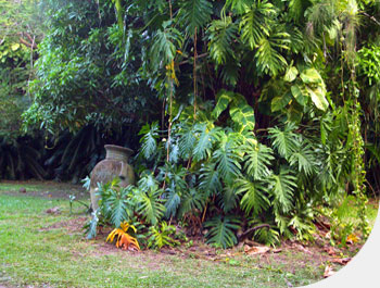 Vase and nature.